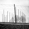 Hopfenstangen mit Baeumen