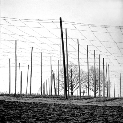 Hopfenstangen mit Baeumen