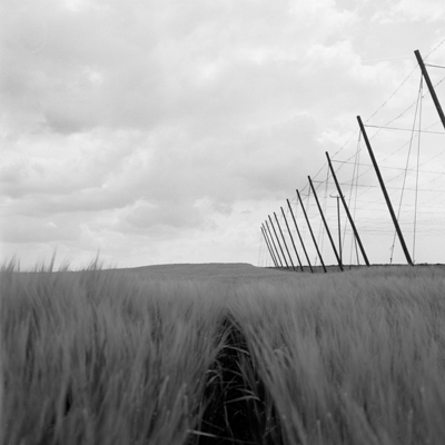 Wiese mit Hopfenstangen